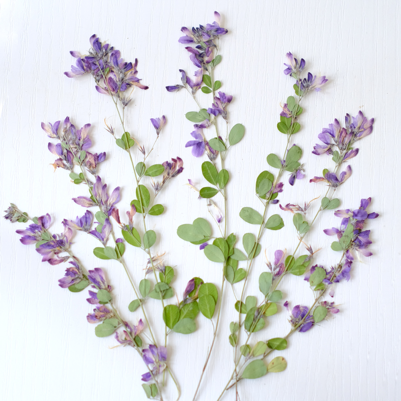 6pcs,nature Lespedeza Formosa  - Resin Art Photo Frame ulasan dan harga