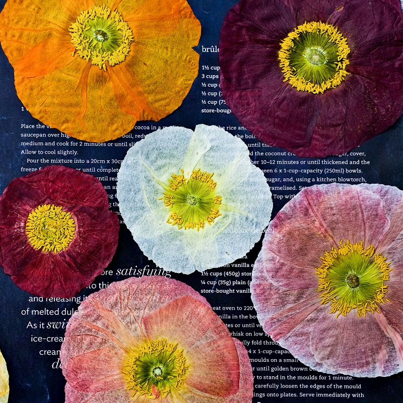 1pcs,Nature Field Poppy Presse - Resin Art For Photo Frame ulasan dan harga