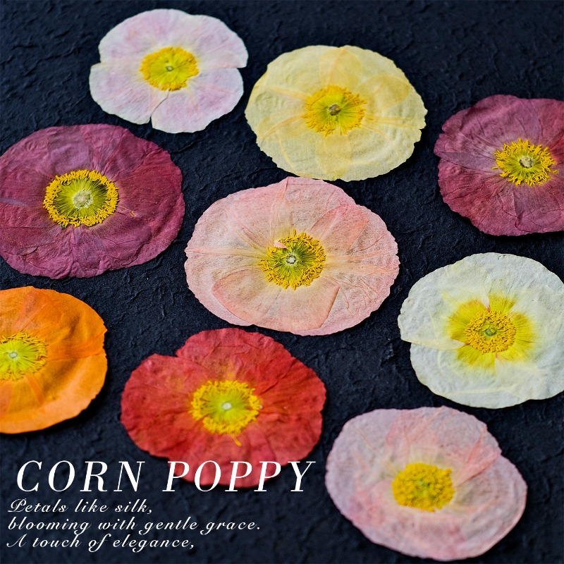 1pcs,Nature Field Poppy Presse - Resin Art For Photo Frame ulasan dan harga