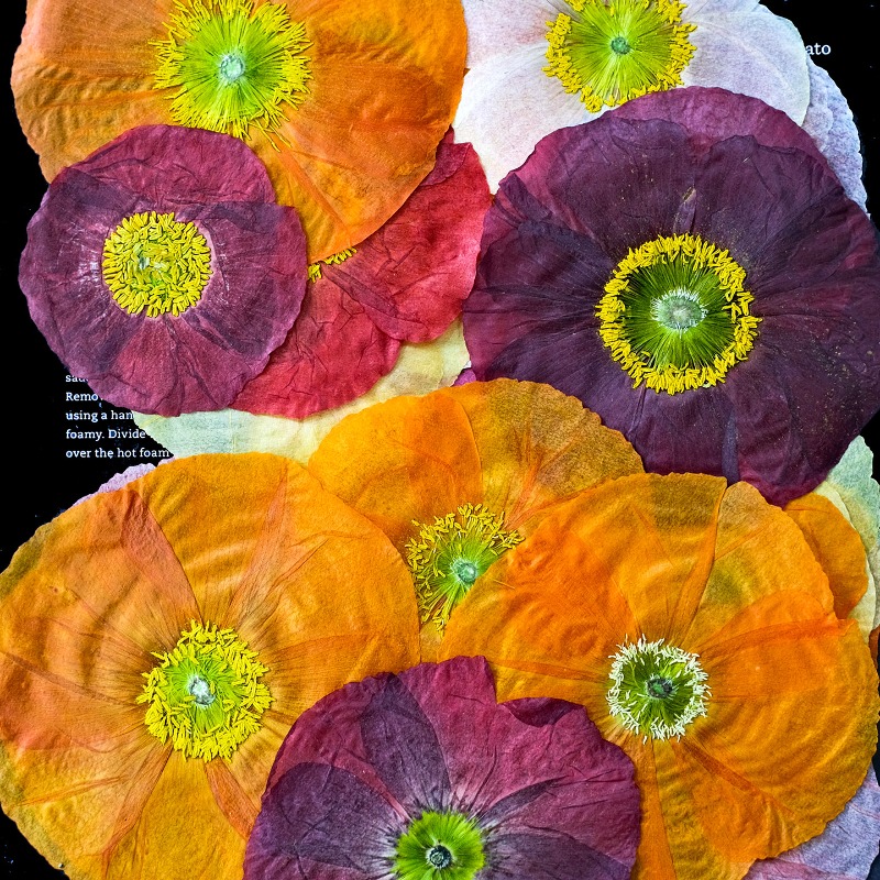 1pcs,Nature Field Poppy Presse - Resin Art For Photo Frame ulasan dan harga