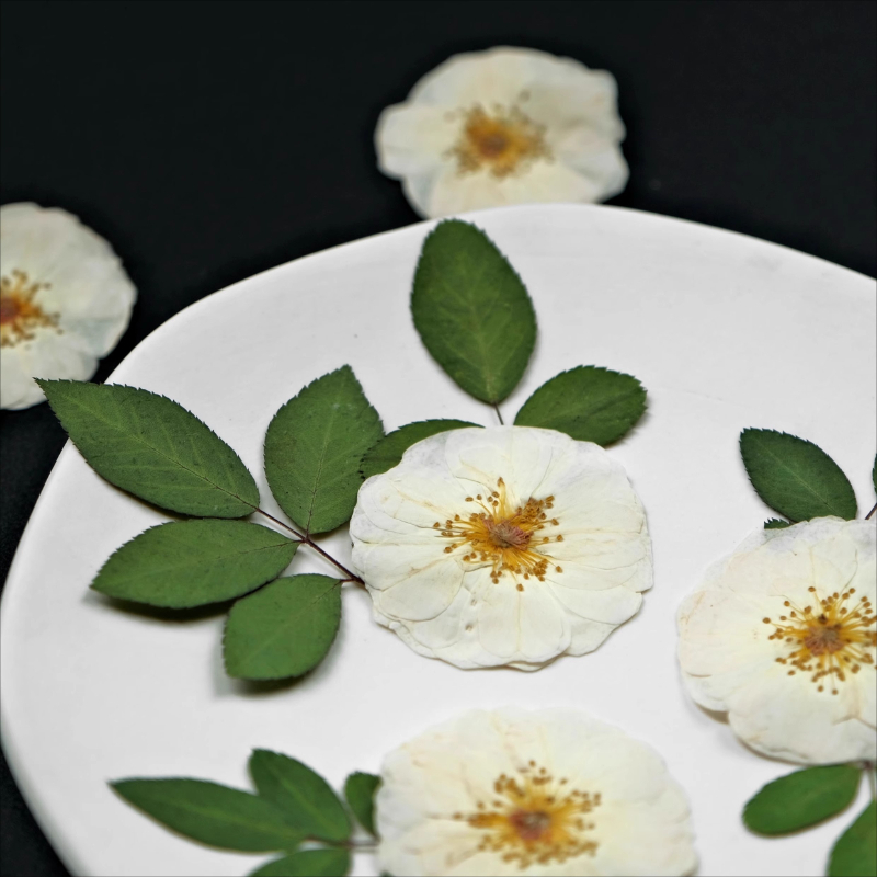 6pcs,9pcs,Nature White Rose Pr - Resin Art For Photo Frame ulasan dan harga